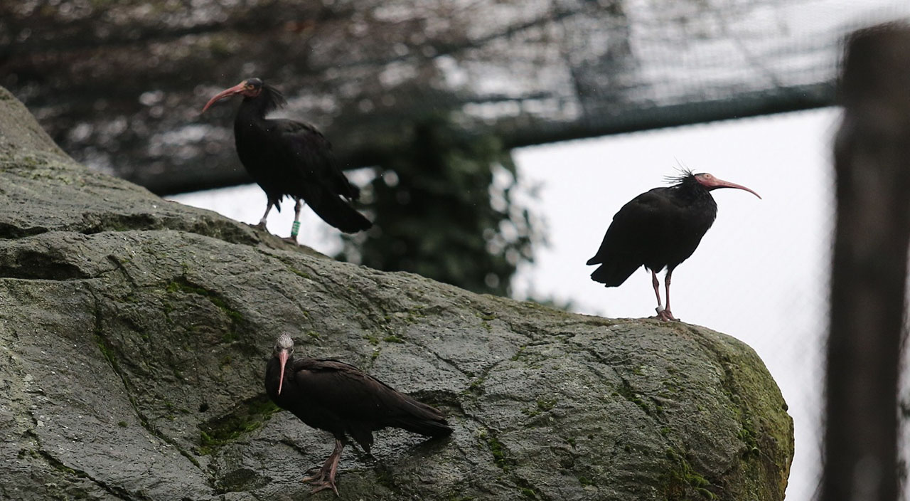 Dünyada nesli tükenen kelaynakların nüfusu Bursa'da artıyor