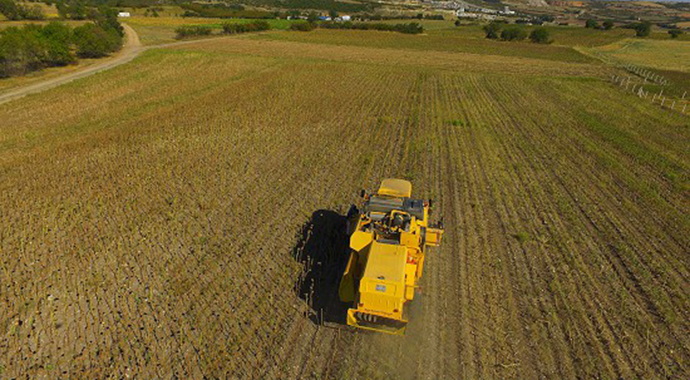 Ayçiçeği tarlalarında hasat zamanı