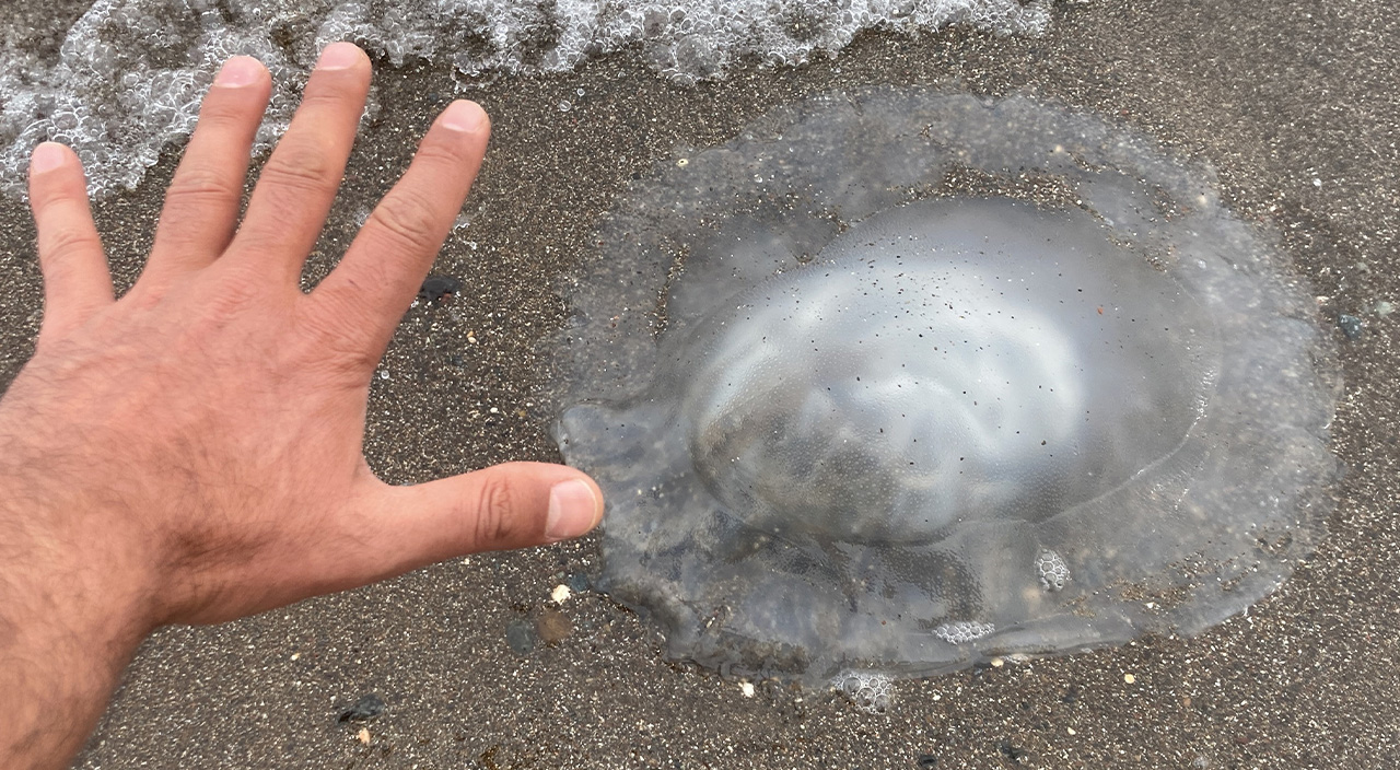 Kıyıya vuran zehirli denizanaları temizleniyor