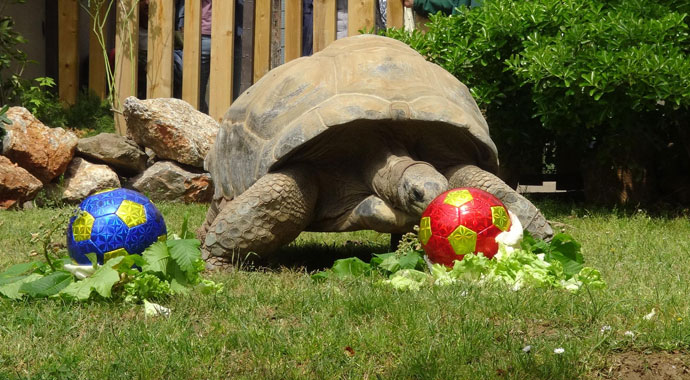Tuki tarafını seçti: Dev kaplumbağa Tuki'nin derbi tahmini