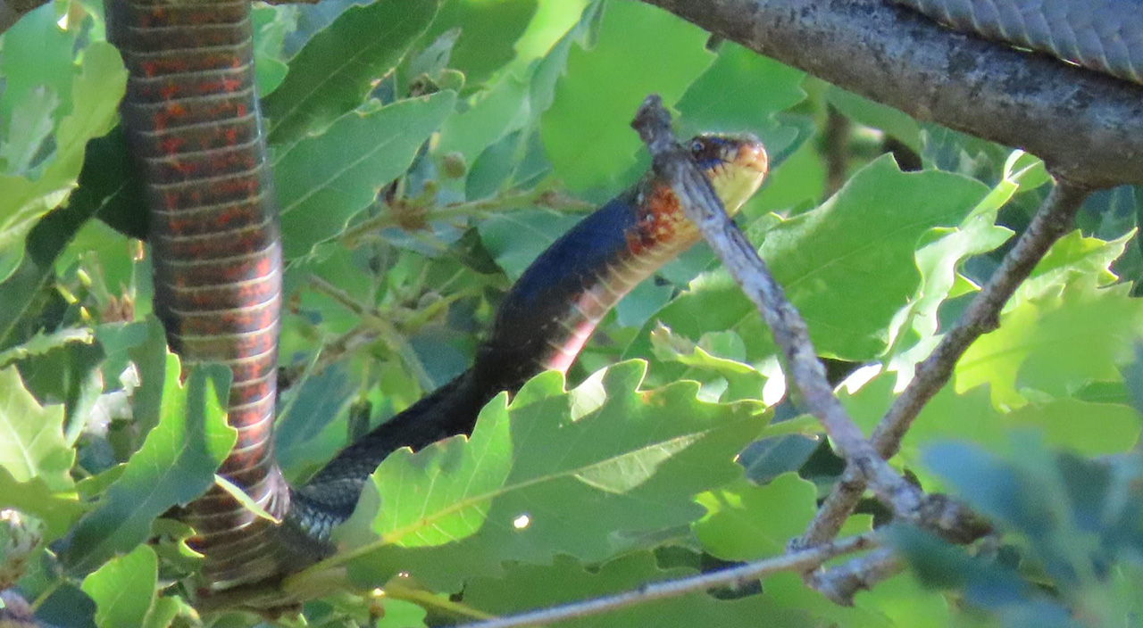 3 metrelik dev yılan paniğe neden oldu! Gören cep telefonuna sarıldı