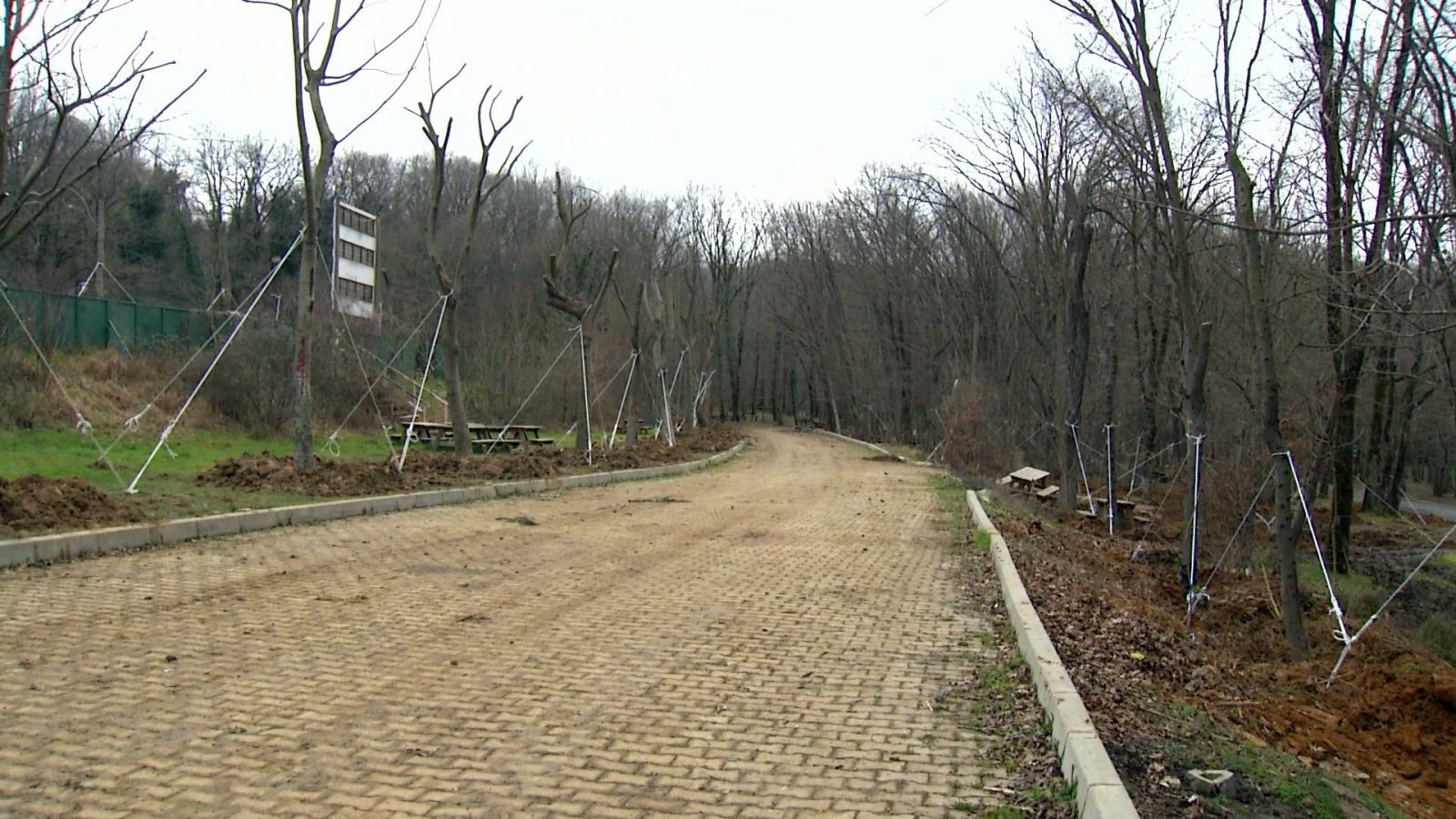 Maçka Parkı’ndaki 176 ağaç, Sarıyer Mehmet Akif Ersoy Tabiat Parkı’na dikildi