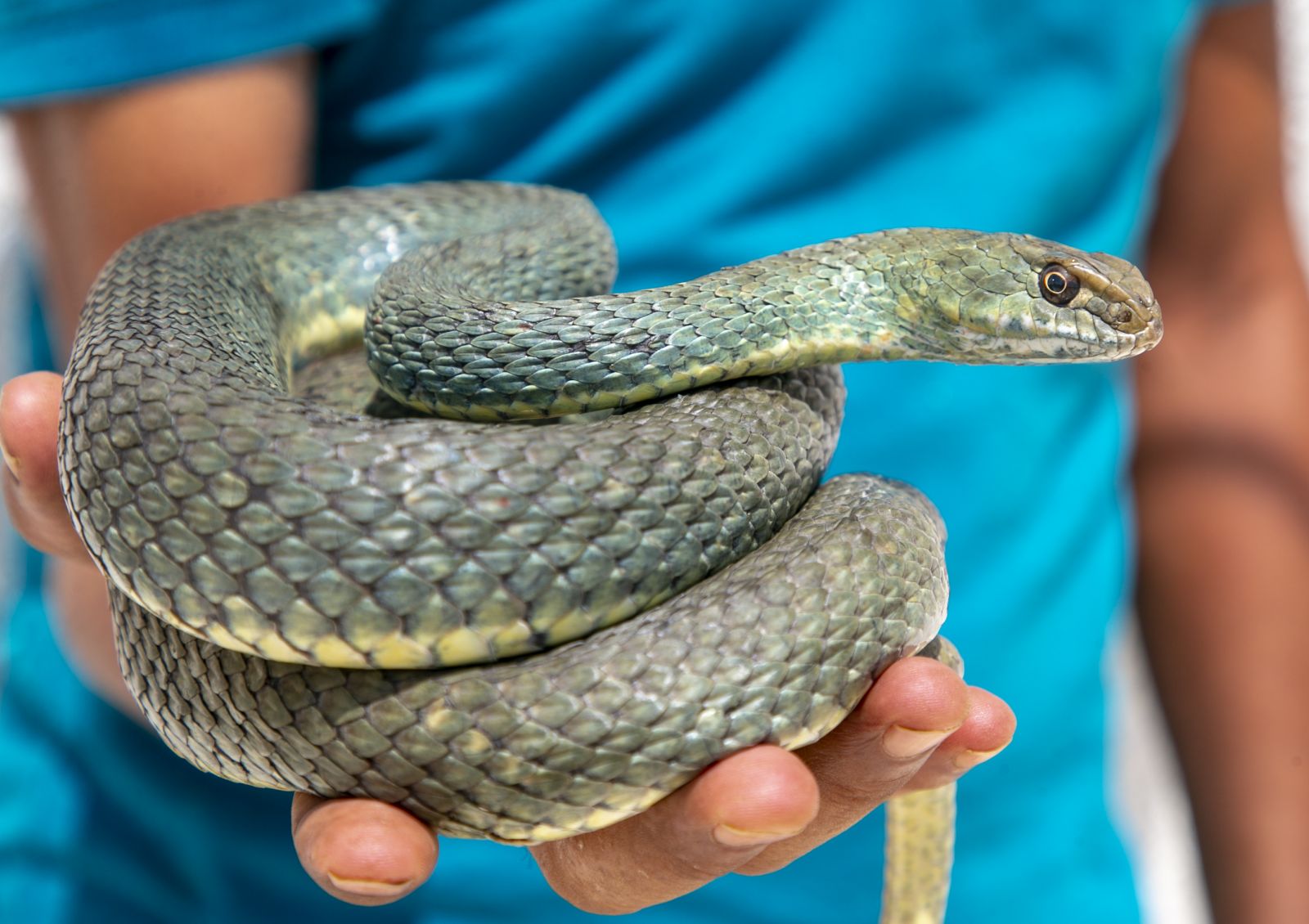 Tunuslu yılan avcısı geçimini böyle sağlıyor!.. Tunuslu yılan avcısı geçimini böyle sağlıyor!..