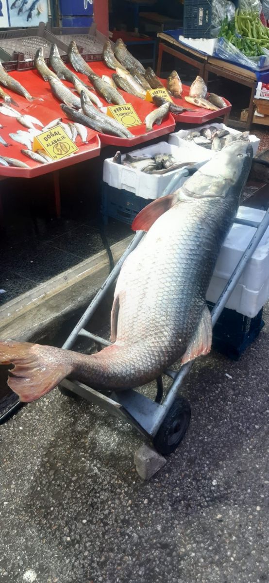 Keban Barajı'nda 2 metrelik turna balığı yakalandı