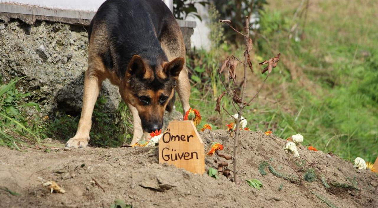 Vefalı köpek ölen sahibinin mezarı başından ayrılmıyor Vefalı köpek ölen sahibinin mezarı başından ayrılmıyor