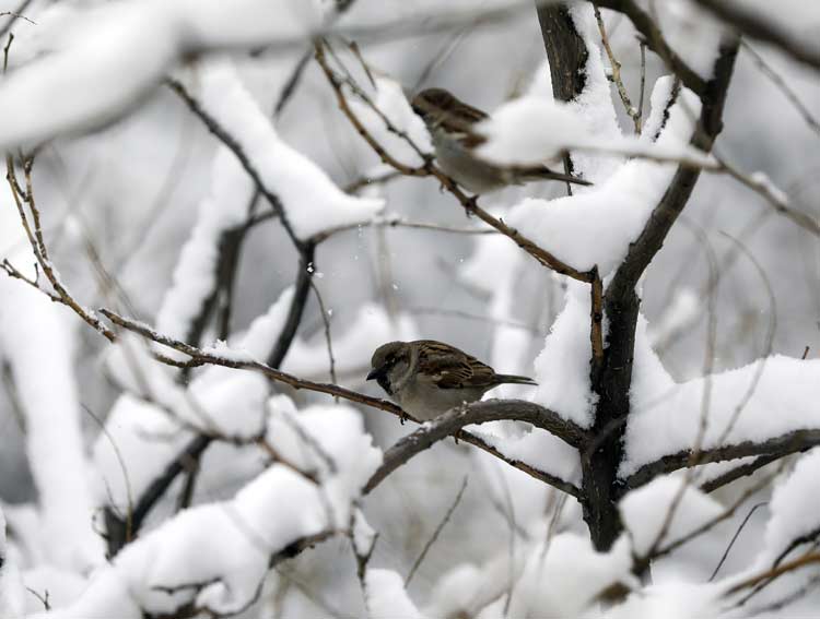 Türkiye beyaza büründü