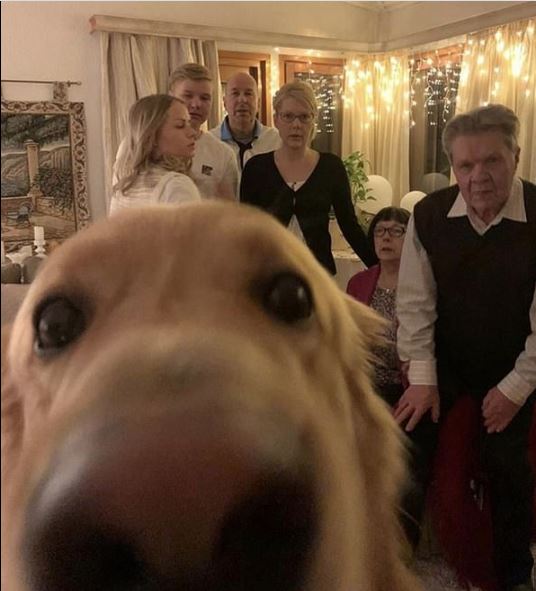 Aile fotoğrafını mahveden köpekler