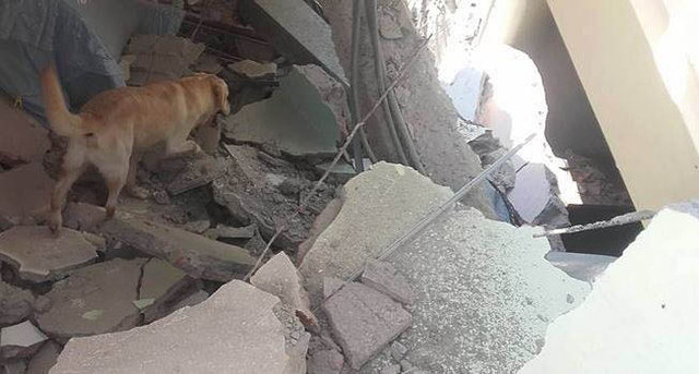 Enkazda arama yapan köpek yorgunluktan öldü