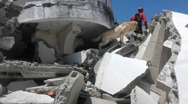 Enkazda arama yapan köpek yorgunluktan öldü