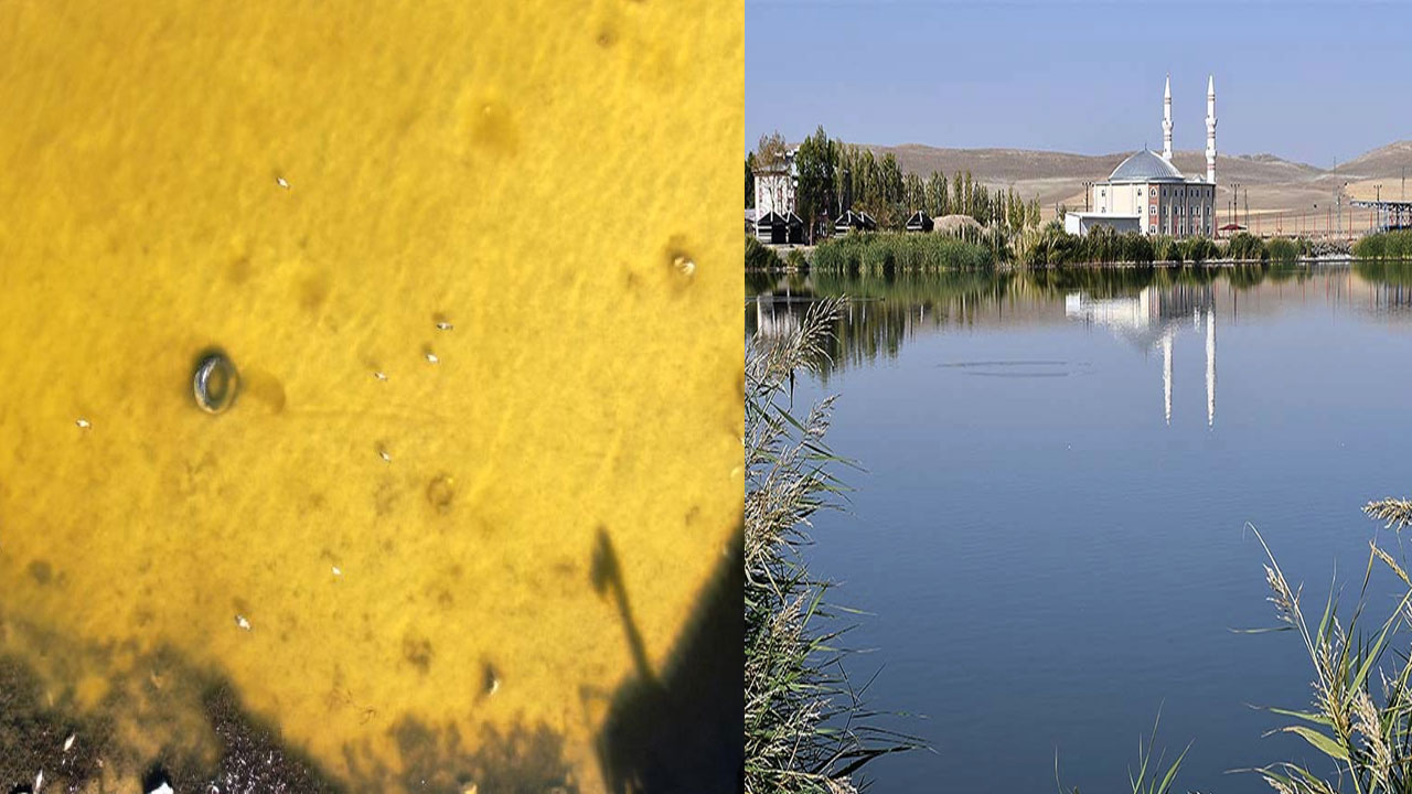 Ulaş Gölü'nde felaket: Rengi sarıya döndü, balık ölümleri başladı