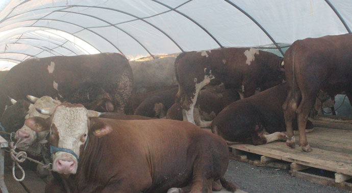 İstanbul’da ilk kurbanlıklar satış yerlerine yerleştirildi İstanbul’da ilk kurbanlıklar satış yerlerine yerleştirildi