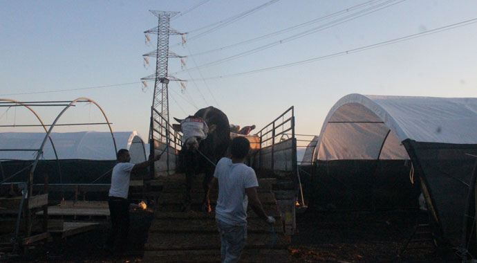 İstanbul’da ilk kurbanlıklar satış yerlerine yerleştirildi