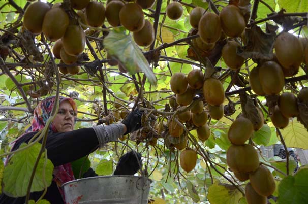 Dalındayken hepsi satıldı, talebe yetişilemiyor
