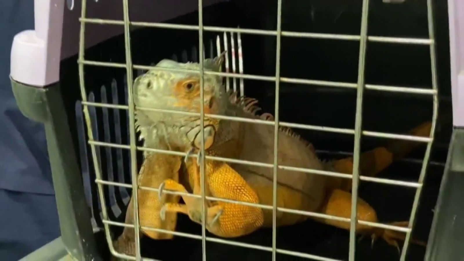 Üsküdar'da 125 santimlik dev bir iguana bulundu!