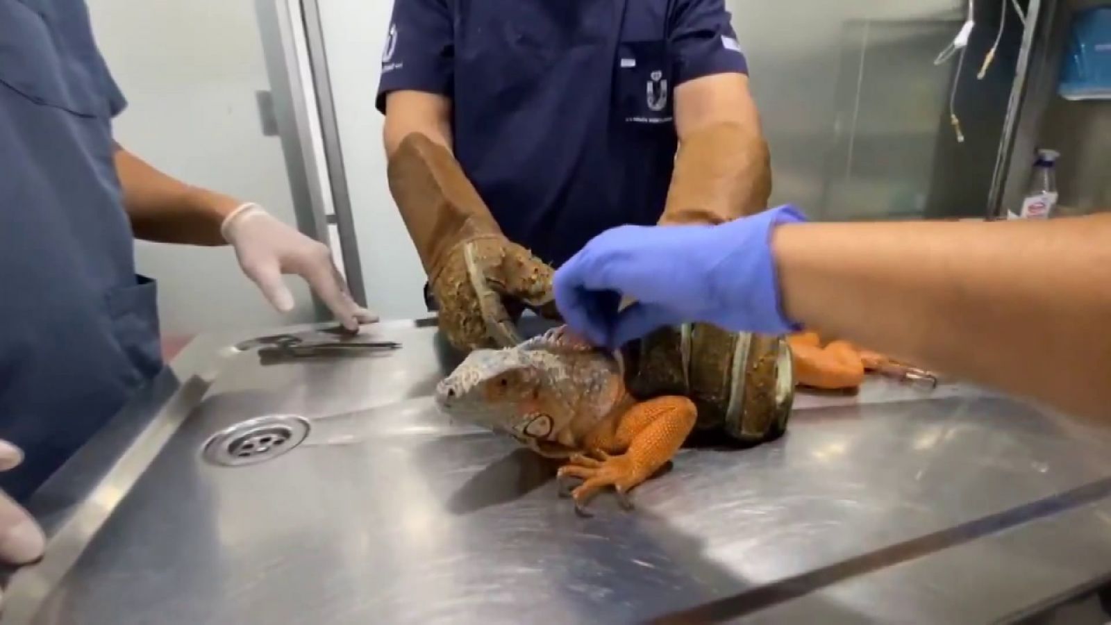 Üsküdar'da 125 santimlik dev bir iguana bulundu!