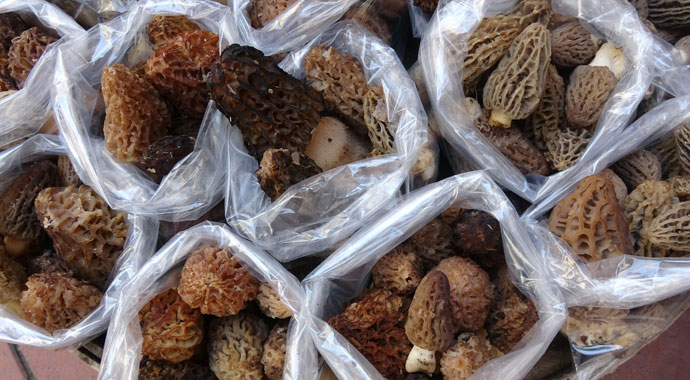 Kuzugöbeği mantarının kilosu 100 liradan satılıyor