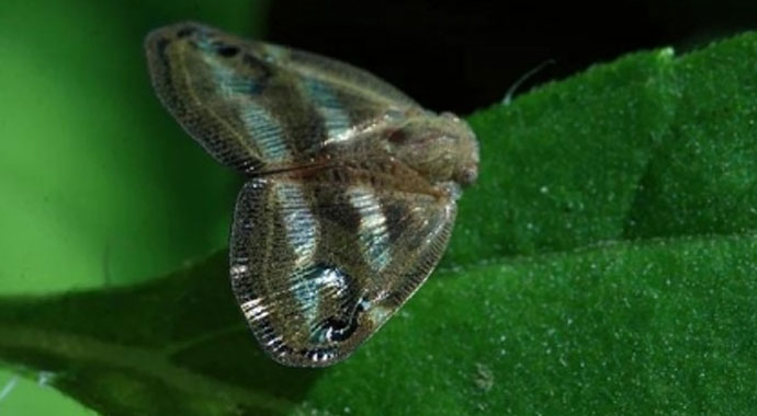 Rizeli'nin 'Vampir Kelebek' ile imtihanı bitmiyor