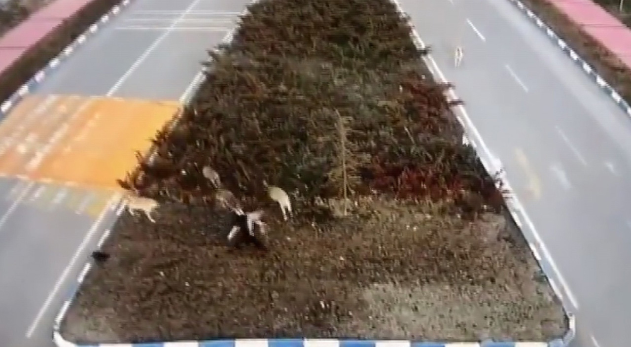 Van'da dehşet anları: 7 köpek kız öğrenciye saldırdı