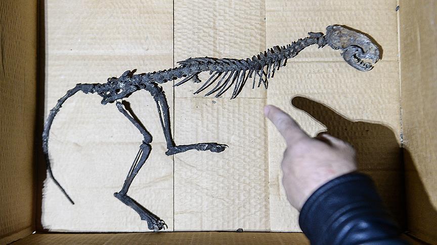 Van'da bulunan hayvan iskeleti şaşırttı