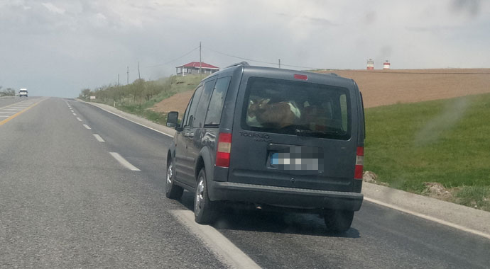 Van'da dana Ferhat'ı anımsatan görüntüler