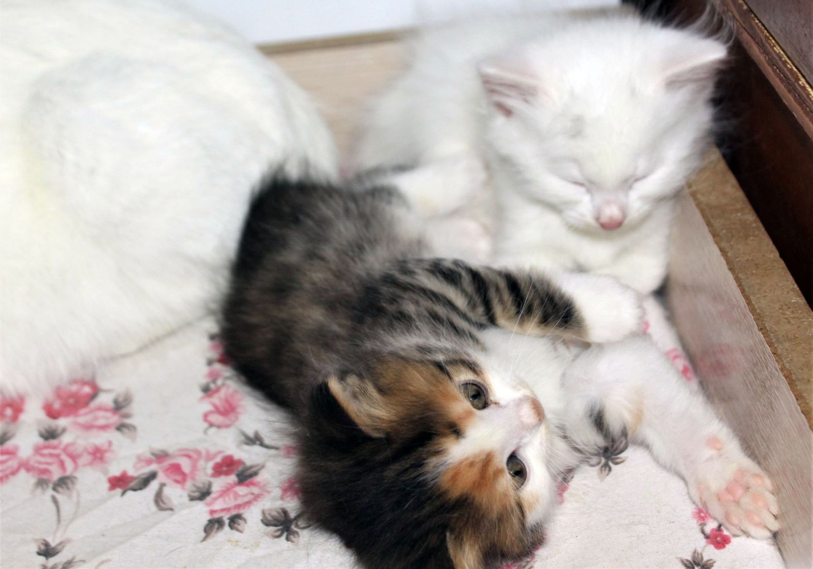 Van kedilerine renkli kardeş