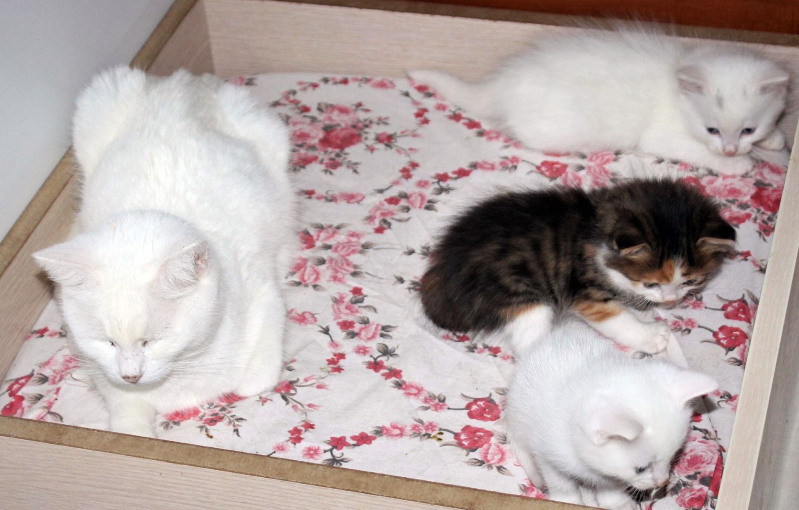 Van kedilerine renkli kardeş