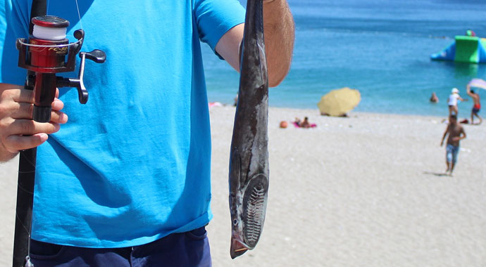 Antalya'da oltaya takılan vantuz balığı şaşkınlığı