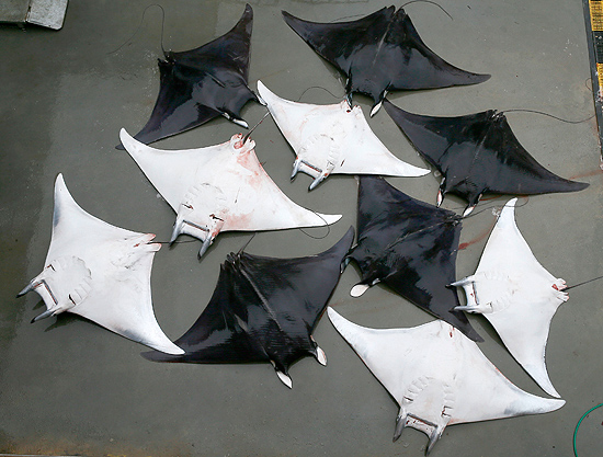 İzmir'de balıkçılara vatoz sürprizi