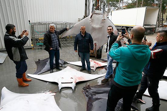İzmir'de balıkçılara vatoz sürprizi