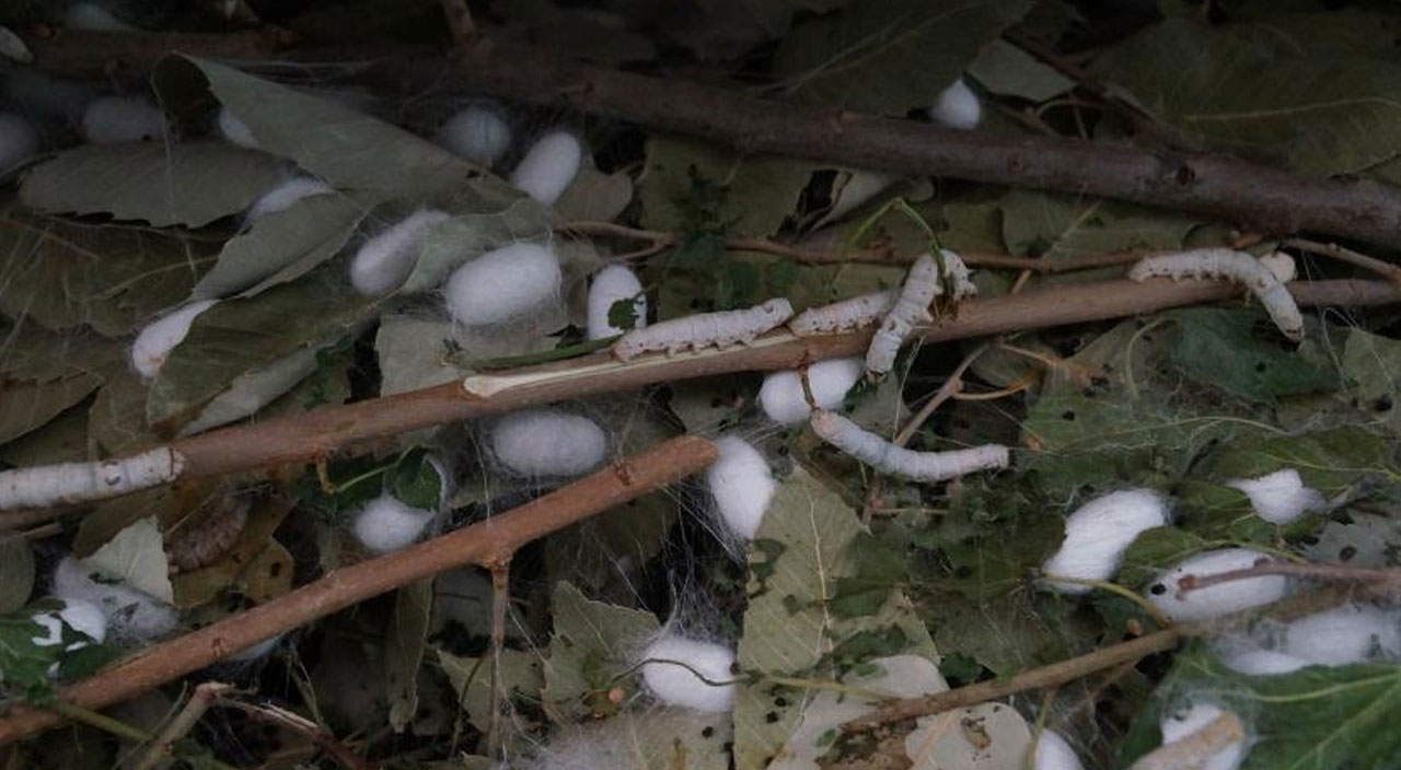 Kilosunu 180 TL’den satılıyor: Bir aylık kazancını duyan şaşırıyor