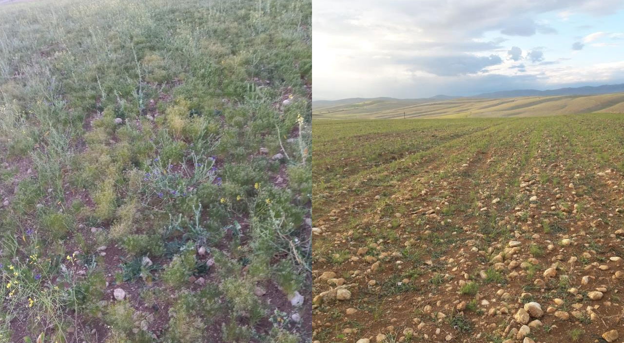 Susuz yetişiyor, kilosu 100 liradan satılıyor: İlk kez ekildi, 3 ton ürün verdi!