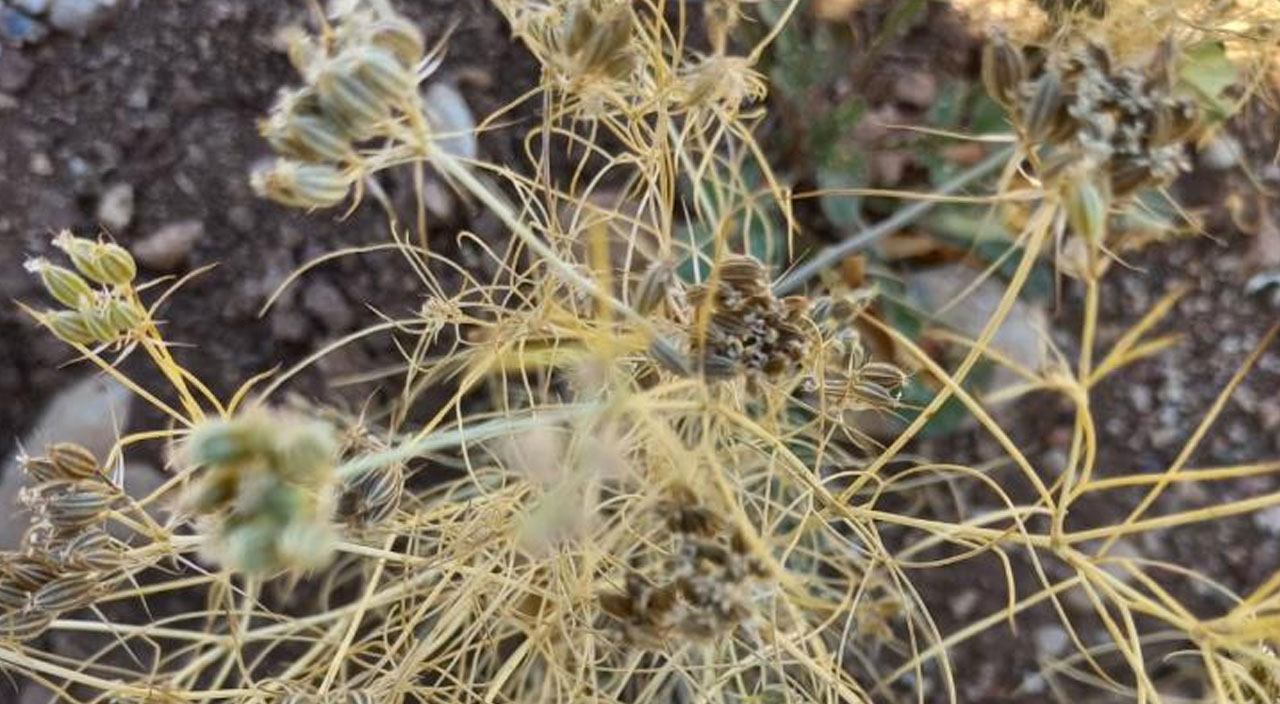 Susuz yetişiyor, kilosu 100 liradan satılıyor: İlk kez ekildi, 3 ton ürün verdi!