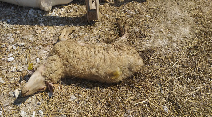 Vebadan 28 küçükbaş hayvan öldü 20 mahalle karantinada