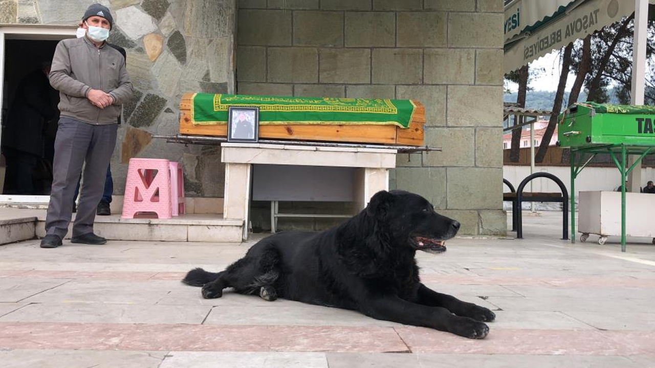 Vefalı köpek Bali, sahibinin tabutunun başından ayrılmadı Vefalı köpek Bali, sahibinin tabutunun başından ayrılmadı