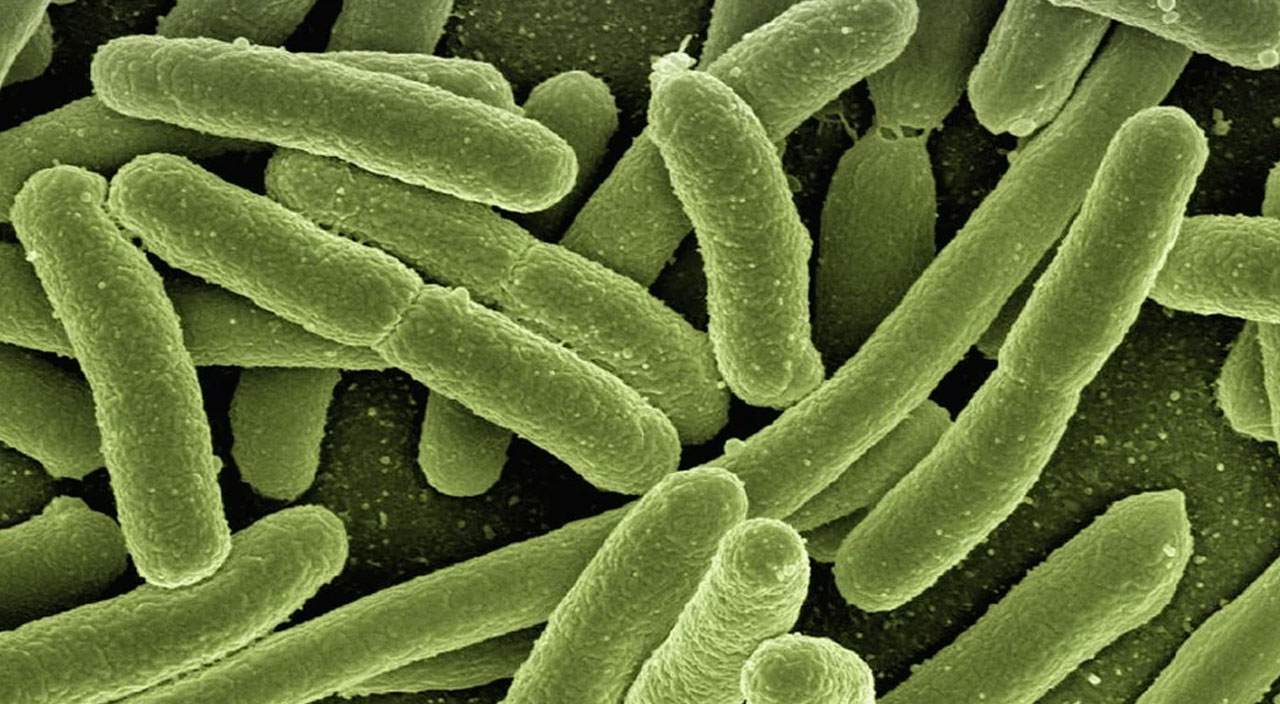 Tehlike yayılıyor: Gizemli hepatit virüsü Kanada’ya da sıçradı