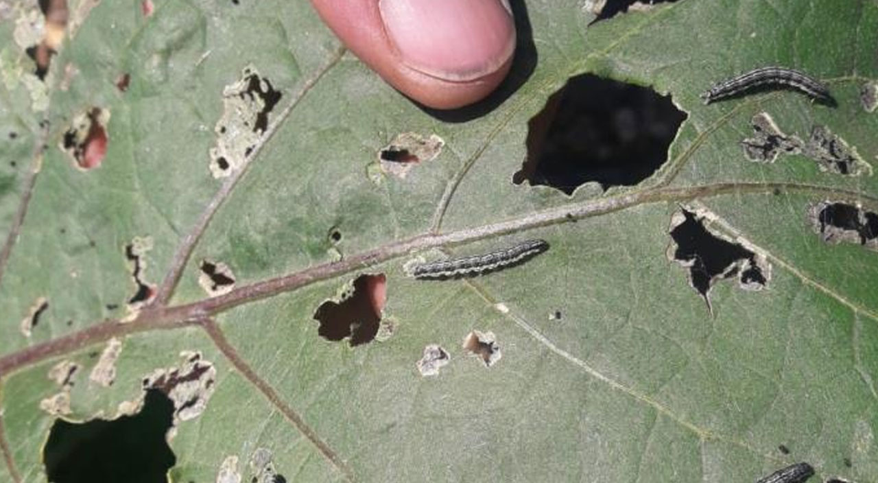 Tarım Bakanlığı düğmeye bastı! 