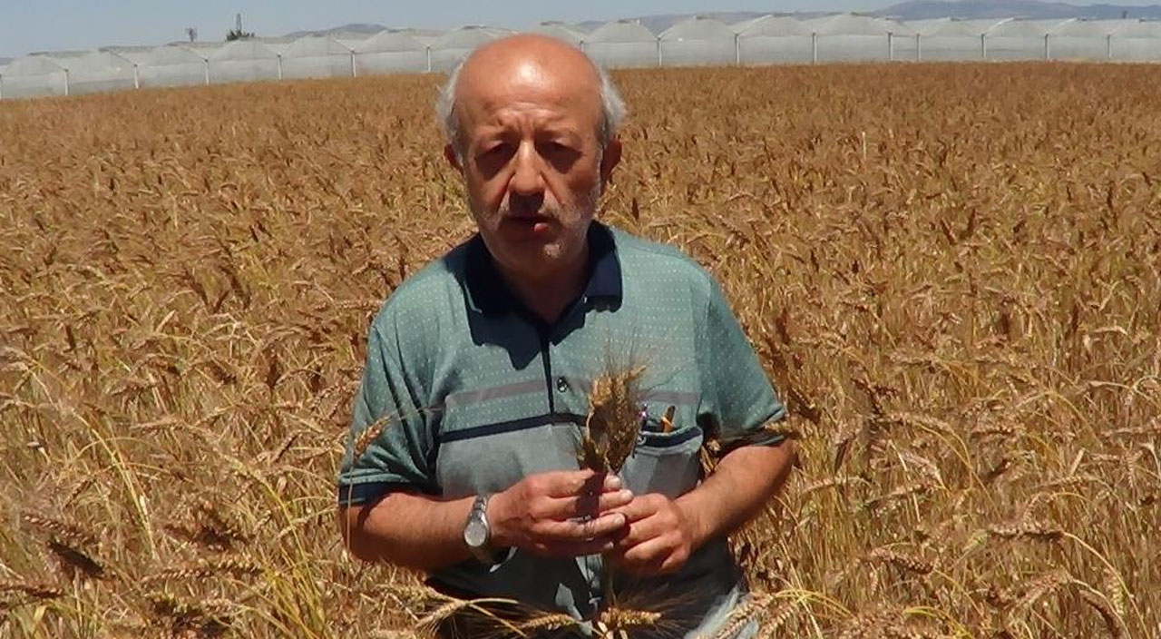 Ata mirası buğdayı ekti, gözlerine inanamadı: Bu buğday başka bir buğday