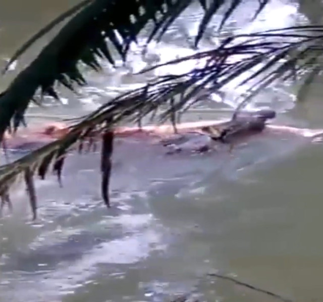 Timsah öldürdüğü adamı geri getirdi