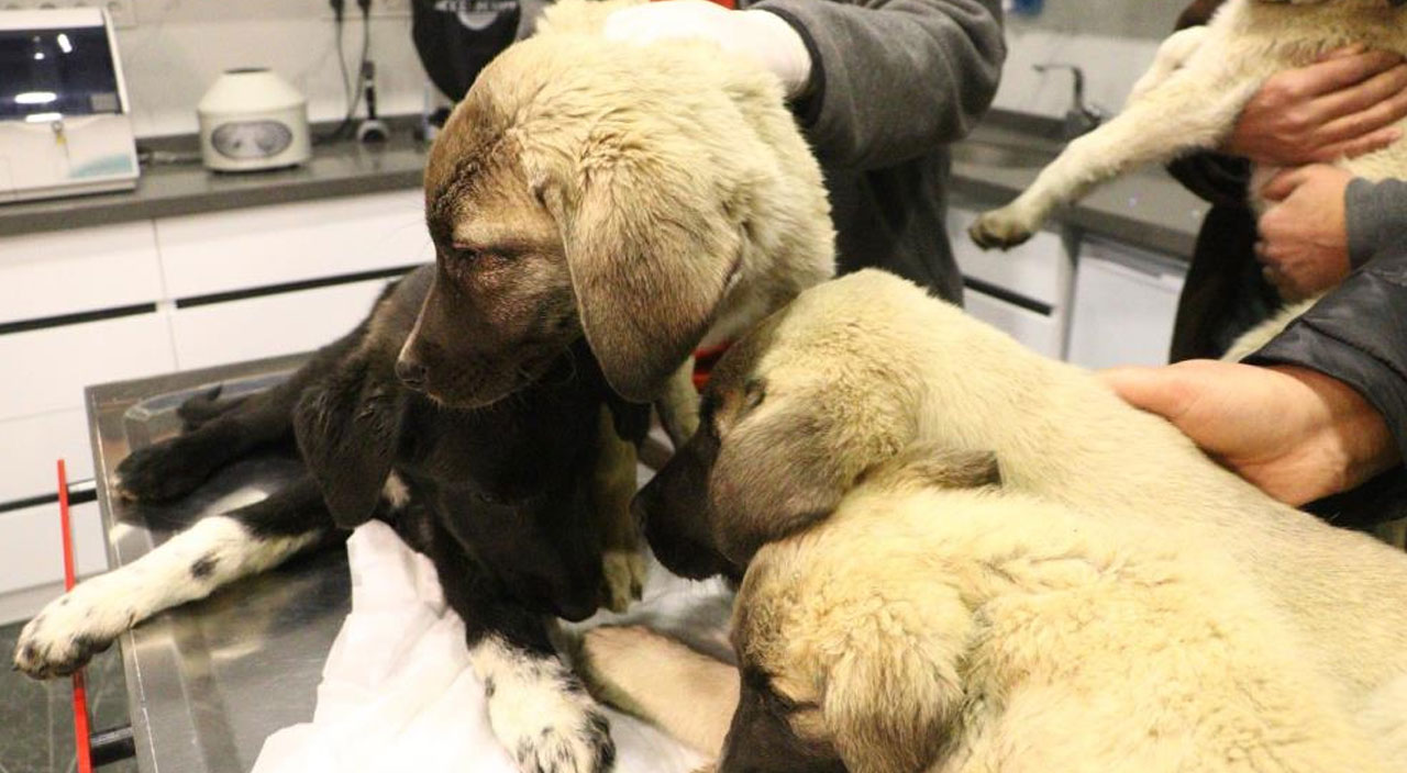 Ankara'da zehirlenen 9 köpekten 4'ü öldü