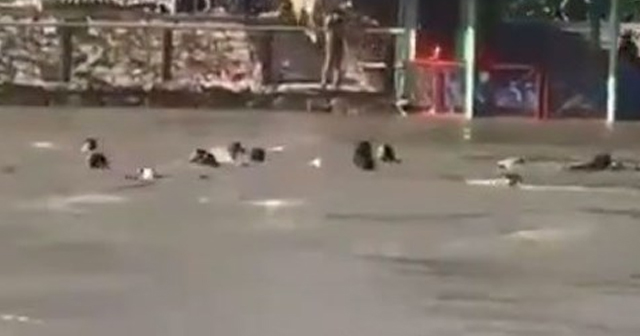 Musul'daki feribot faciasında ölü sayısı 93 oldu!