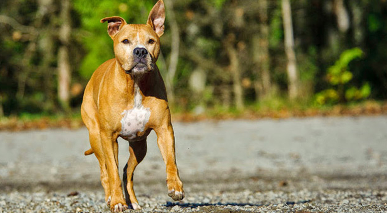 Avrupa'da tehlikeli köpeğe sahip olmak özel izne tabi