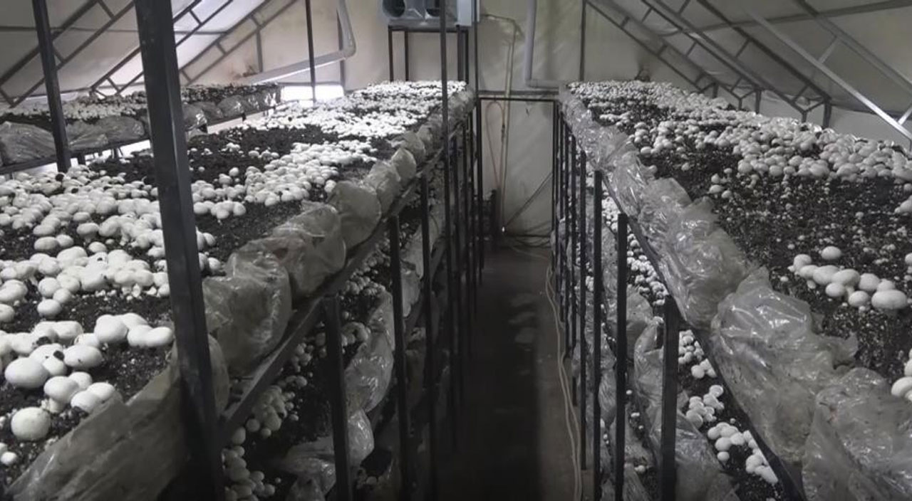 Mantar çiftliği kuran ev hanımı hasat başı 10 bin TL kazanıyor