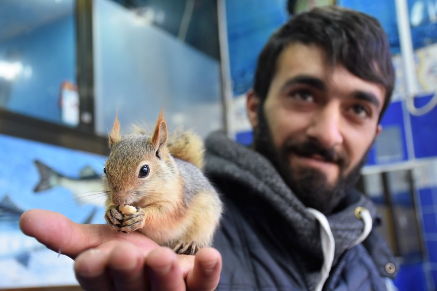 Balıkçı ile sincapların dostluğu