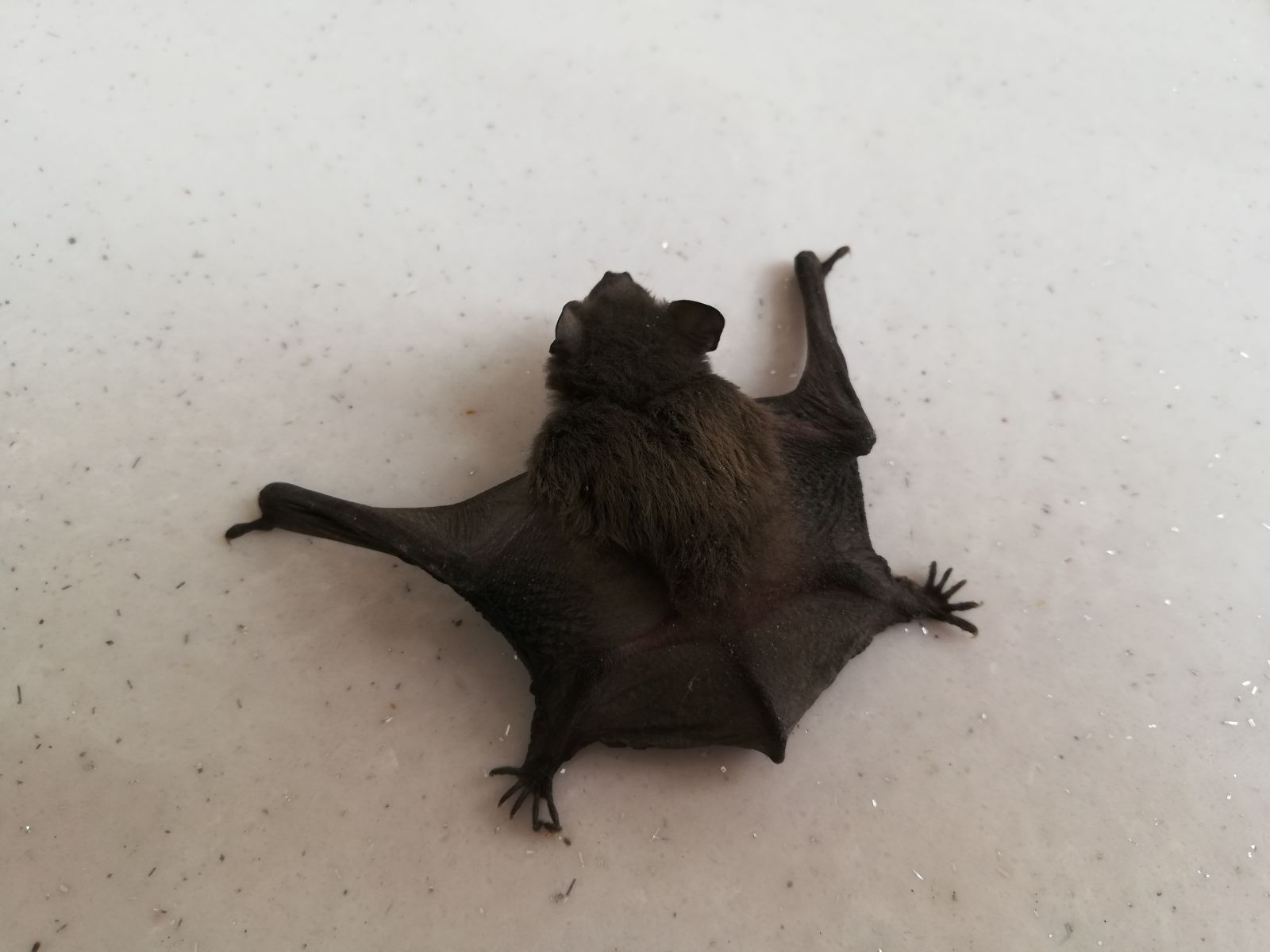 Esnafların yerde bulduğu yarasa görünüşüyle insanları korkuttu