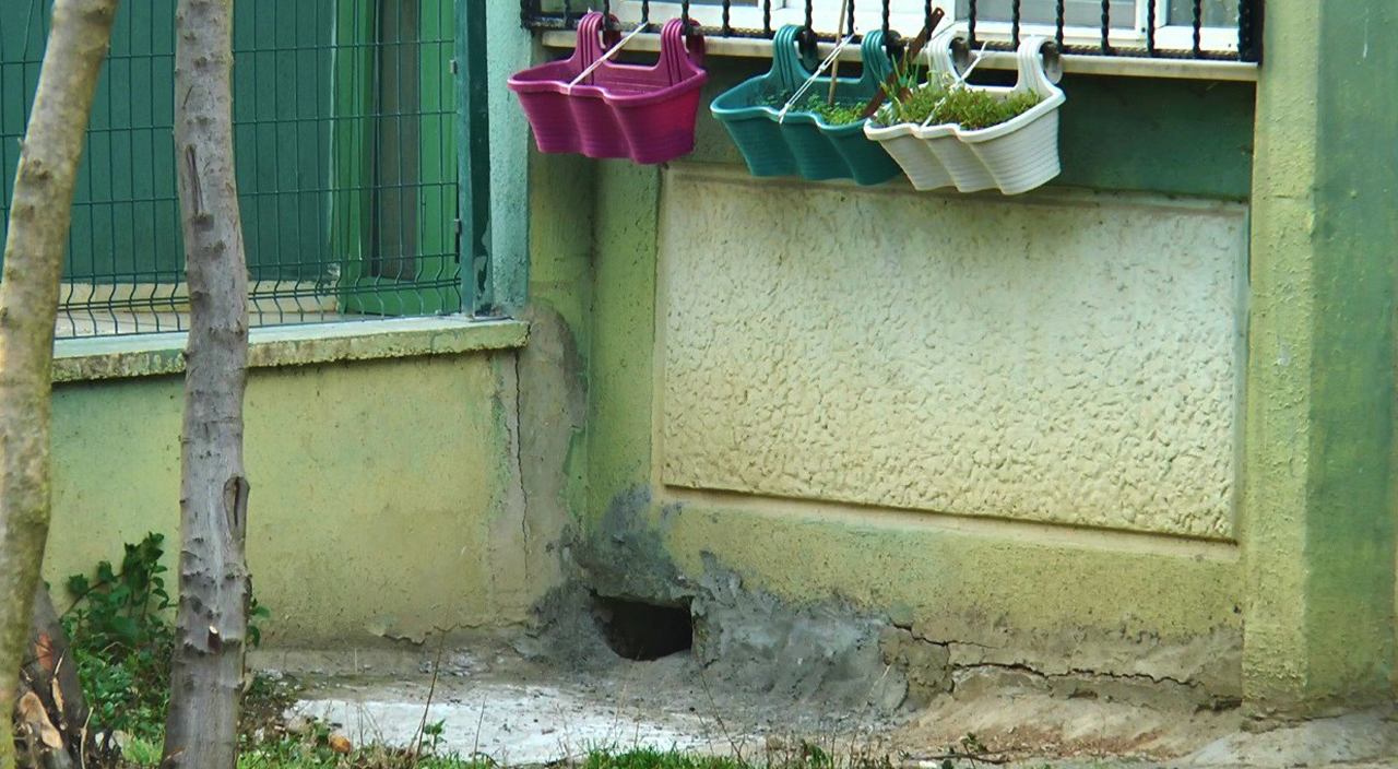 Duvar oyuğuna saklanan kediler canlı canlı gömüldü!