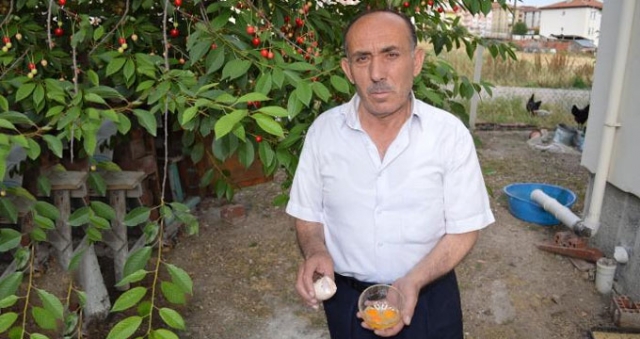 Beslediği tavuklarından biri 3 sarılı yumurta yumurtladı