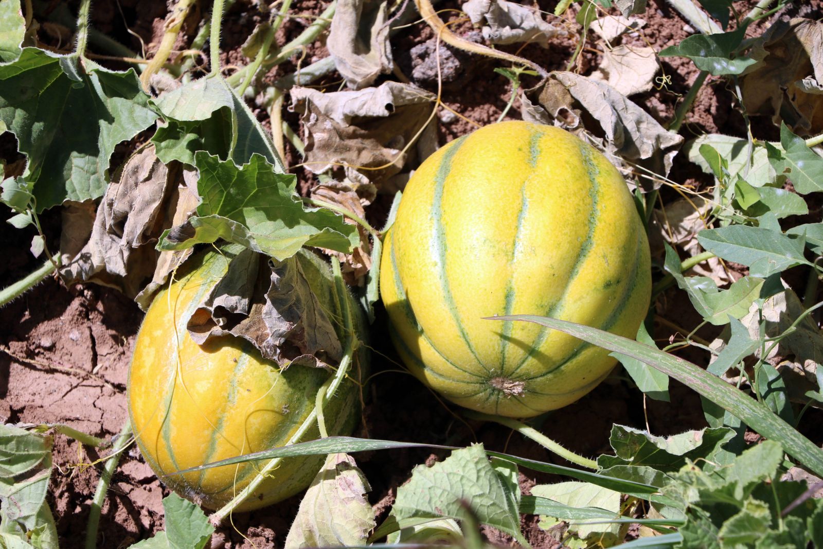 Yozgat’ta yetişiyor, şekli kavuna tadı muza benziyor