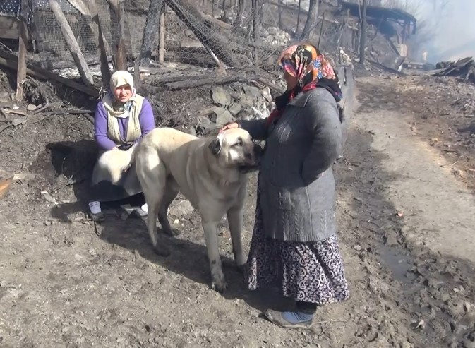 Kahraman kangal, köylülerin hayatını kurtardı