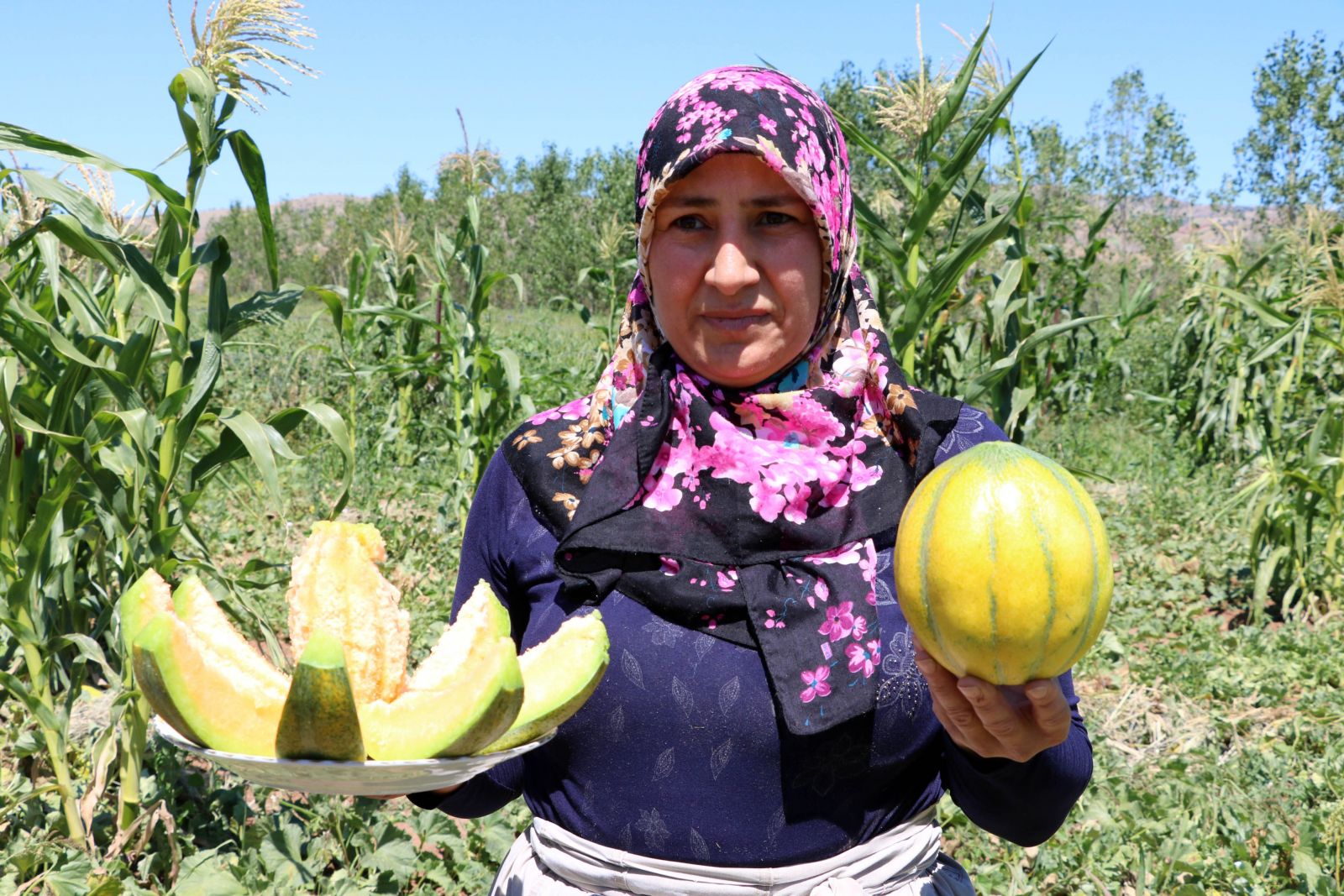 Yozgat’ta yetişiyor, şekli kavuna tadı muza benziyor