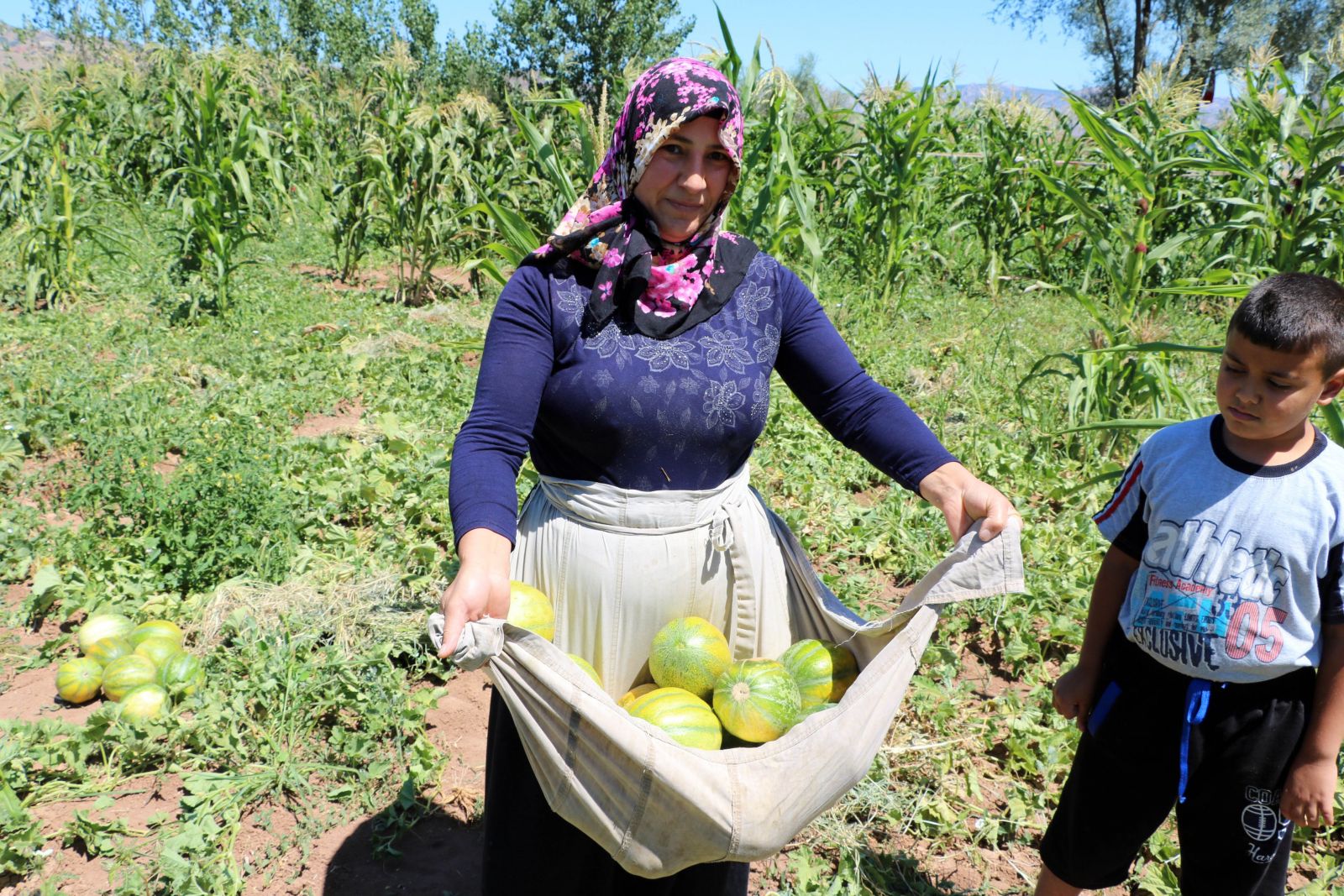 Yozgat’ta yetişiyor, şekli kavuna tadı muza benziyor